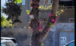 Βιολογική προστασία για τις Κουτσουπιές από την Υπηρεσία Πρασίνου του Δήμου Ηρακλείου
Βιολογική προστασία για τις Κουτσουπιές από την Υπηρεσία Πρασίνου του Δήμου Ηρακλείου